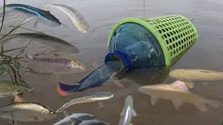Creative Girl Make Fish Trap Using Plastic Bottle And Basket To Catch A Lot of Fish (Part 2)