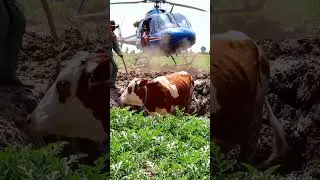 Cow Trapped in Watermelon Field Pit | Real Animal Rescue Operation🐄 Army Helicopter Rescue