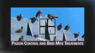 Termite Treatment West Modesto CA 95351 209-456-5665 Termite Control