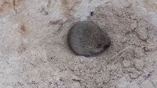 Полівка звичайна / Common Vole