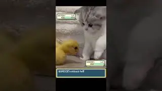 Kitten Pokemon fights Duckling #pokemon #pokemonmeme #funnycats #irlpokemonbattle