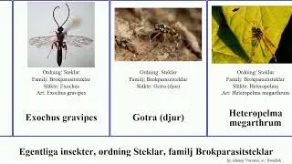 Egentliga insekter, ordning Steklar, familj Brokparasitsteklar djur insect Exochus Erigorgus Gotra