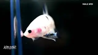 HALFMOON PLAKAT MALE BETTA #51 LOMWILD