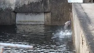 I visited the Salmon River fish hatchery and saw coho salmon jumping.