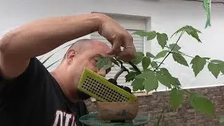 Bonsai Zero Arce negundo y celtis - Actualización julio 2019