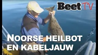 Spectaculaire heilbot en kabeljauw vangsten in Noorwegen  |  Beet