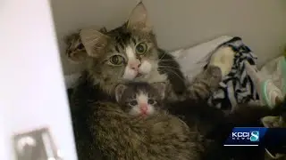 Woman caught with 26 cats in 1-bedroom apartment threw some out window