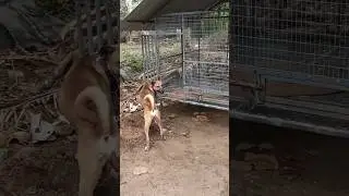 കൈസറിന്റെ പുതിയ വീട് 🥰|Combai dog|