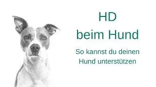 Hüftgelenksdysplasie beim Hund