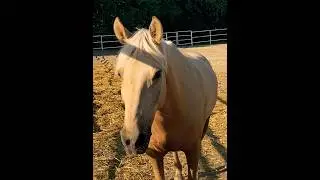 White horse заимка чувашия кони лошади #music #song #pop #horse #lana #shorts