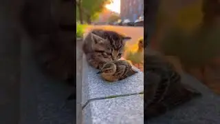 Kitten Helps Injured Bird as Ducklings Cheer Heartwarming Rescue Moment #cute #animals #pets