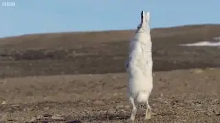 Une f&eacute;roce chasse au lapin par les loups