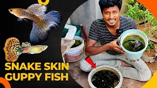 பாம்பு தோல் கப்பீஸ் மீன் குட்டி போட்டுருக்கு!🐠  Snake Skin Guppy Fish Breeding🐟