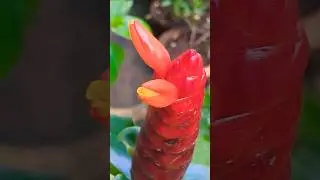 Wow 👌! Red Button Ginger Plant #shorts #Plants #gardening #flowers