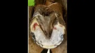 What can be causing your horse's heel pain?