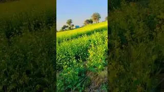 #SarsonKeKhet #SarsonRajasthan #RajasthanFarming #RajasthanVillage #KisanLife#IndianFarmer