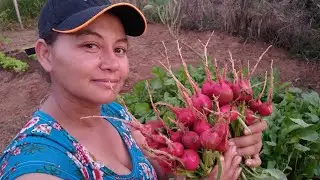 VEJA Nossa Colheita de Rabanetes no S&iacute;tio