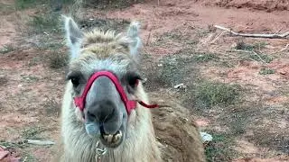 Jackson the Llama chewing it&rsquo;s cud