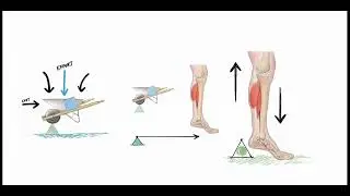 Sistema Muscular -  Palancas - Tortora