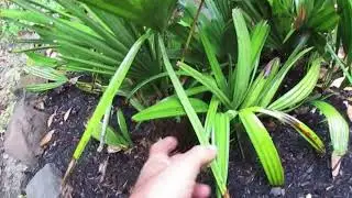 Most Cold Tolerant Palm on the Planet