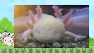 Animal for kids| the Amazing Amphibians