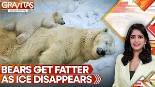 Watch Why Polar Bears Are Getting Fatter in the Fastest-Warming Place on Earth | GRAVITAS