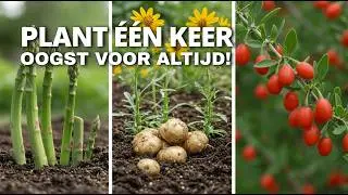 Plant Deze 15 Meerjarige Gewassen &Eacute;&Eacute;N KEER&hellip; en Oogst Voor Altijd!