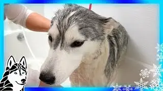 Siberian Husky Memphis Bath Grooming Time! BATH TIME CHALLENGE