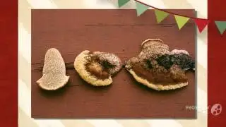 Gloeophyllum protractum - fungi kingdom