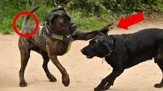 Dog Body Language Explained (One Tail Fact Will Wag Your Brain!)