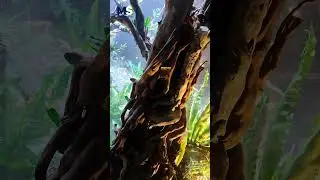 Inspiration Paludarium Waterfall Mist