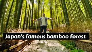 Japan&rsquo;s Famous Bamboo Forest ll Bamboo Forest ll Hokokuji Temple ll Kamakura ll Indian in Japan
