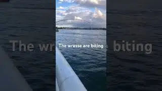 Wrasse fishing in Plymouth. The bites are non stop  #fish #fishing #uk #wrasse