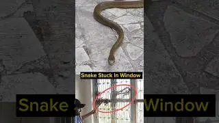 Snake Stuck in Window 🐍 #snake #rescue #jeevdaya