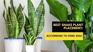 Best Snake Plant Placement: According To Feng Shui #fengshuiplants