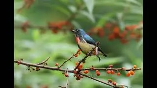 紅胸啄花