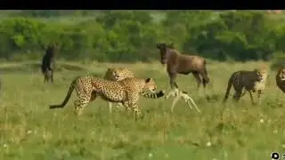 Incredible footage of leopard behaviour during impala kill - Sabi Sand Game Reserve, South Africa