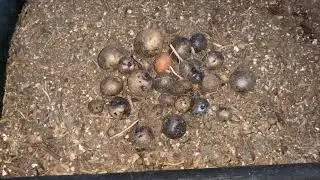 Extremely Poor Potato Harvest  5-25-23 SD 480p