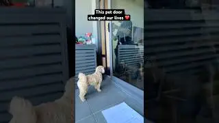 DIY pet door install ❤️ #lalunapetcare #dogdoor #caninecompanion #nothingimposibleinthisworld #aus