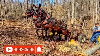 SNATCH BLOCKS&hellip;What happens when they can&rsquo;t pull a log? #202 #horselogging #mules #logging