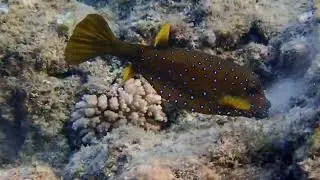 Yelllow boxfish (2), Marsa Alam, Egypt