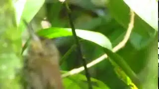 Trepatroncos Cacao - Xiphorhynchus susurrans