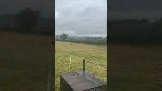 Lurcher racing #shorts