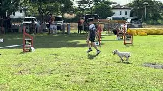 BEGINNER DOG AGILITY 7 YEAR OLD HANDLER