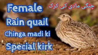 Female Rain Quail Sound # Chinga Madi Ki Kirk#we are hunters! battairkiawaz!