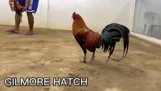GILMORE HATCH BROODCOCK | ORONCE BROTHERS | BAKAS-BAKAS GAMEFARM