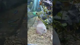 Best Fish Food For Cichlids