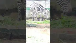 The Impact of Climate Change on Zebra Populations