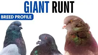Giant Runt Pigeon Breed Profile - History - Giant Runt Pigeon Health Issues Price Training