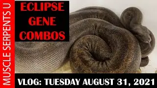 ECLIPSE BOA GENE COMBOS! 9-1-21